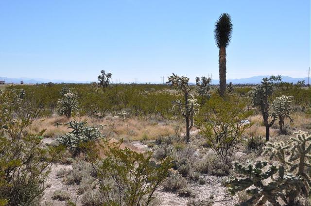 Chihuahua Desert Vegetation photo by Carol Cullar